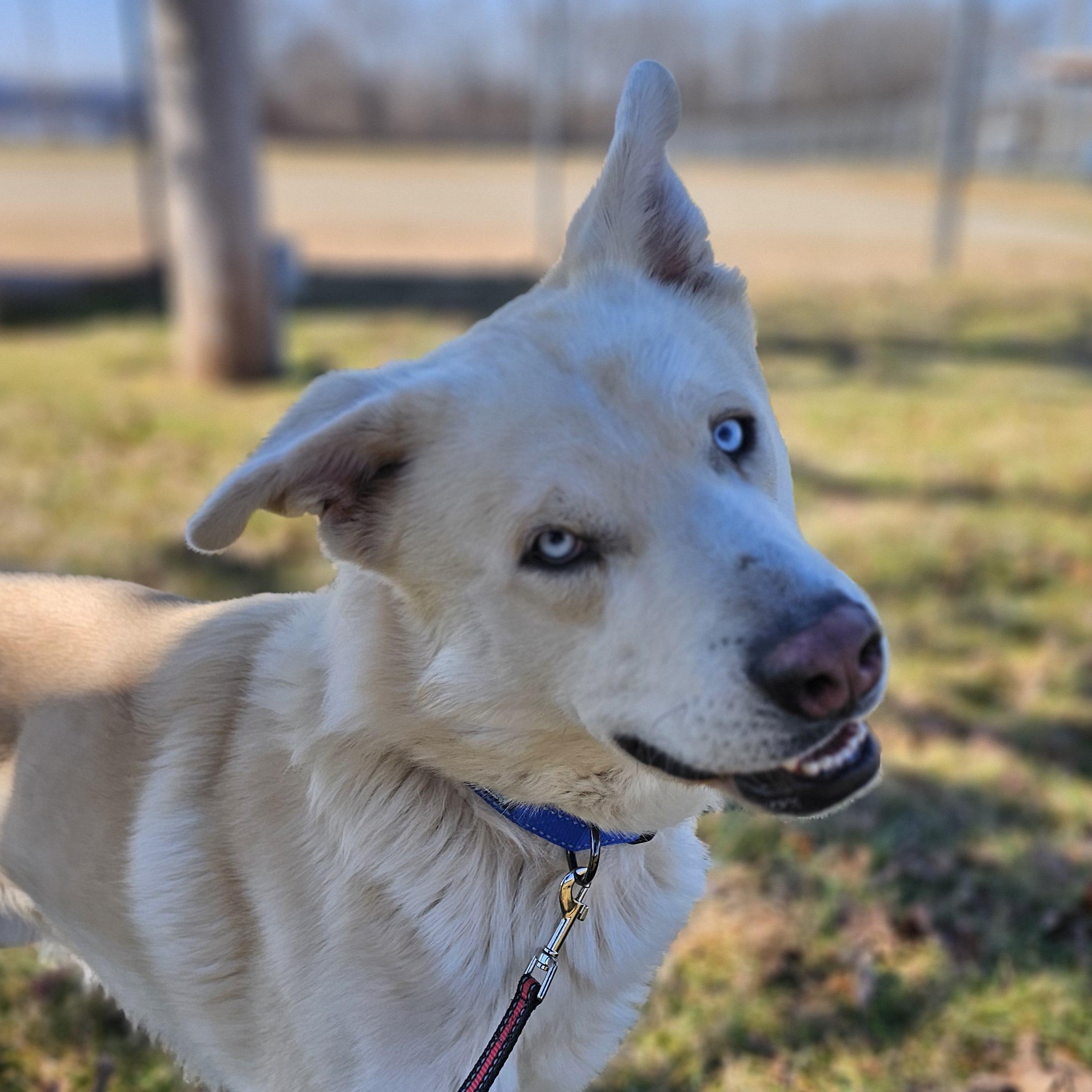 Enlarge Tortilla, a ADOPTABLE mixed breed in Lowell, AR image 3/6