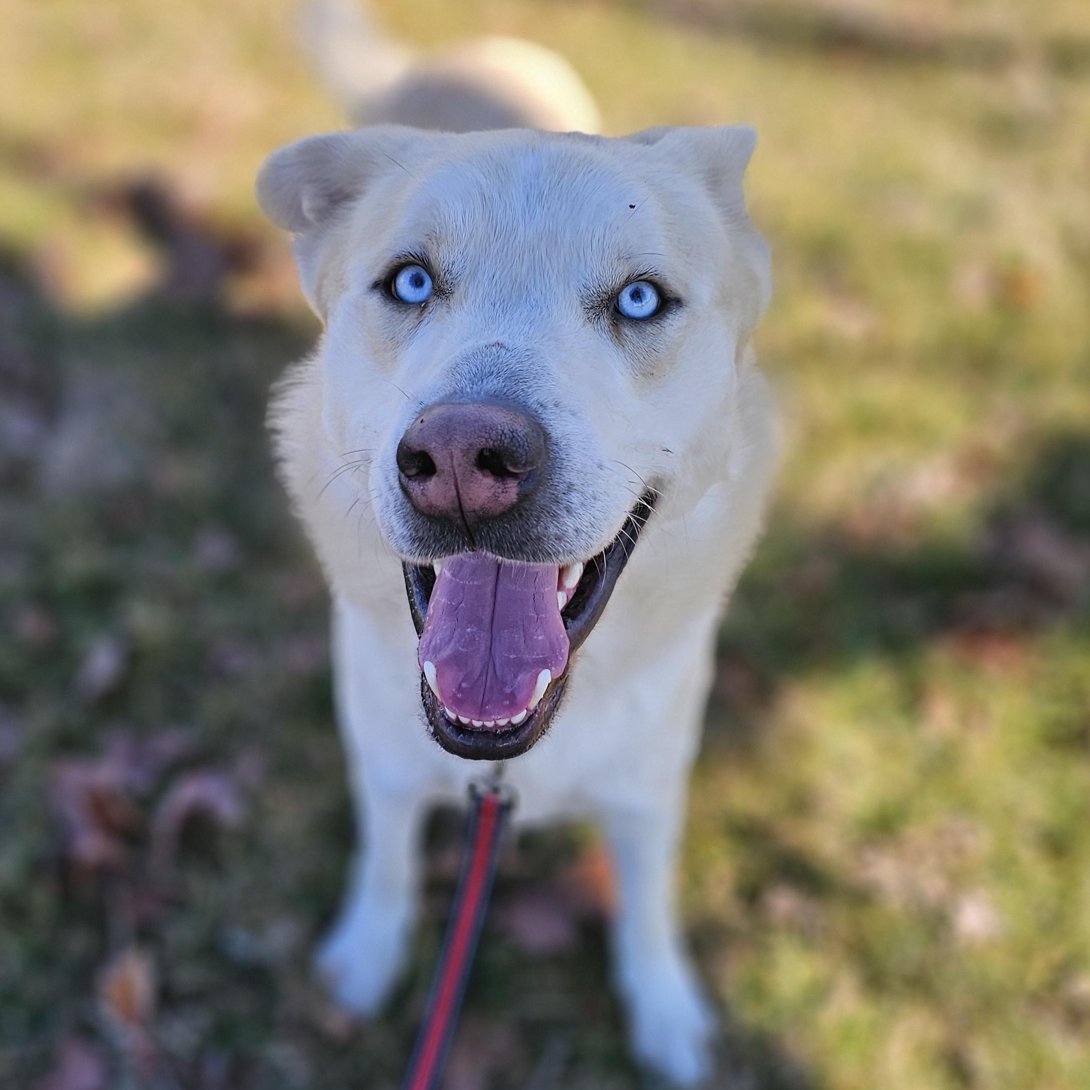 Enlarge Tortilla, a ADOPTABLE mixed breed in Lowell, AR image 5/6