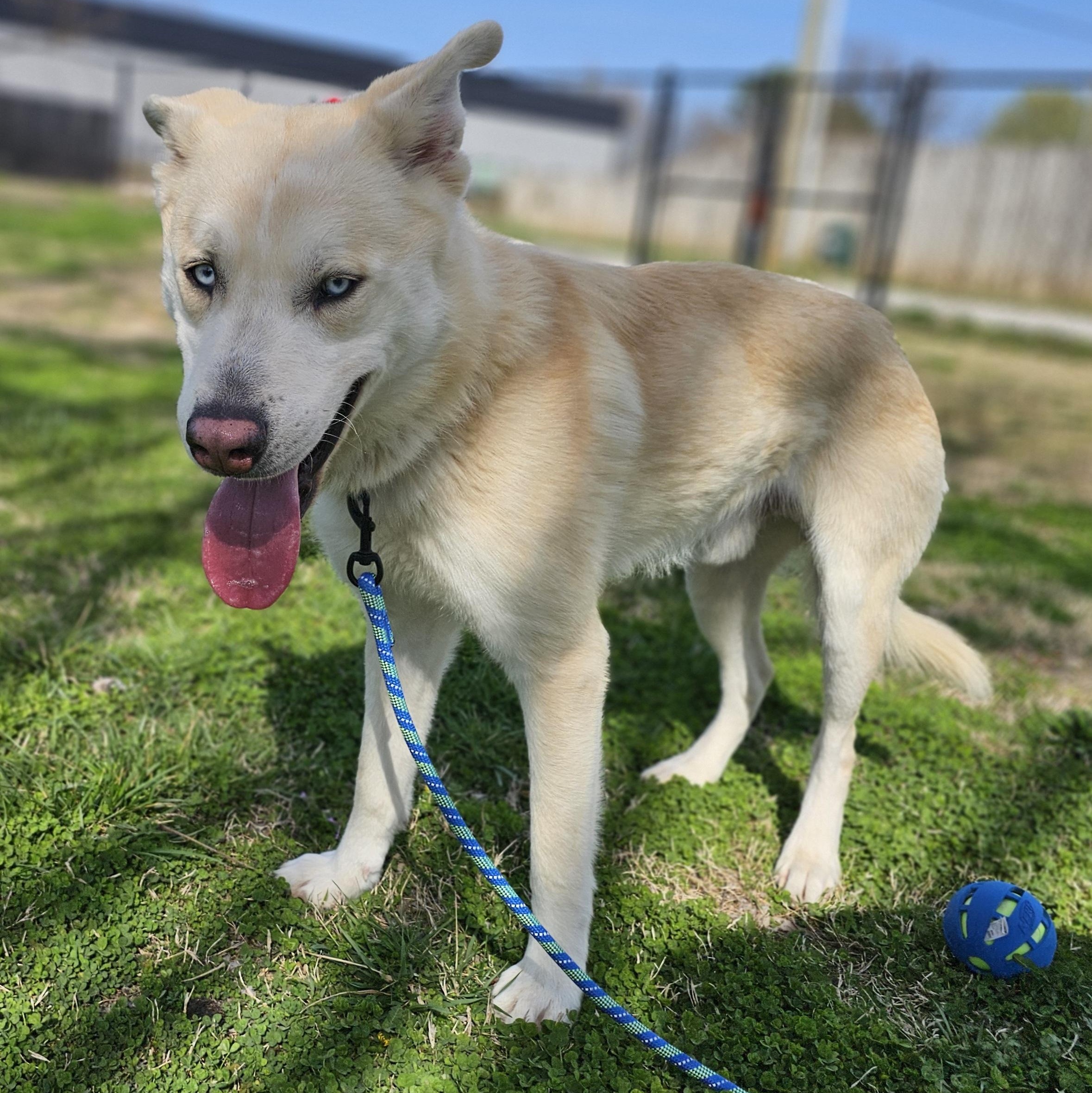 Tortilla, ADOPTABLE, Young Male Husky.