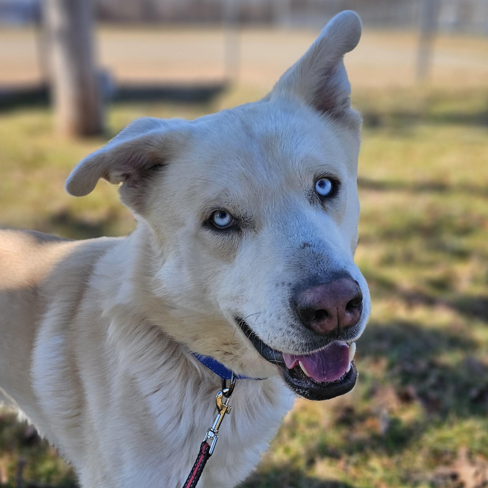 Enlarge Tortilla, a ADOPTABLE mixed breed in Lowell, AR image 2/6