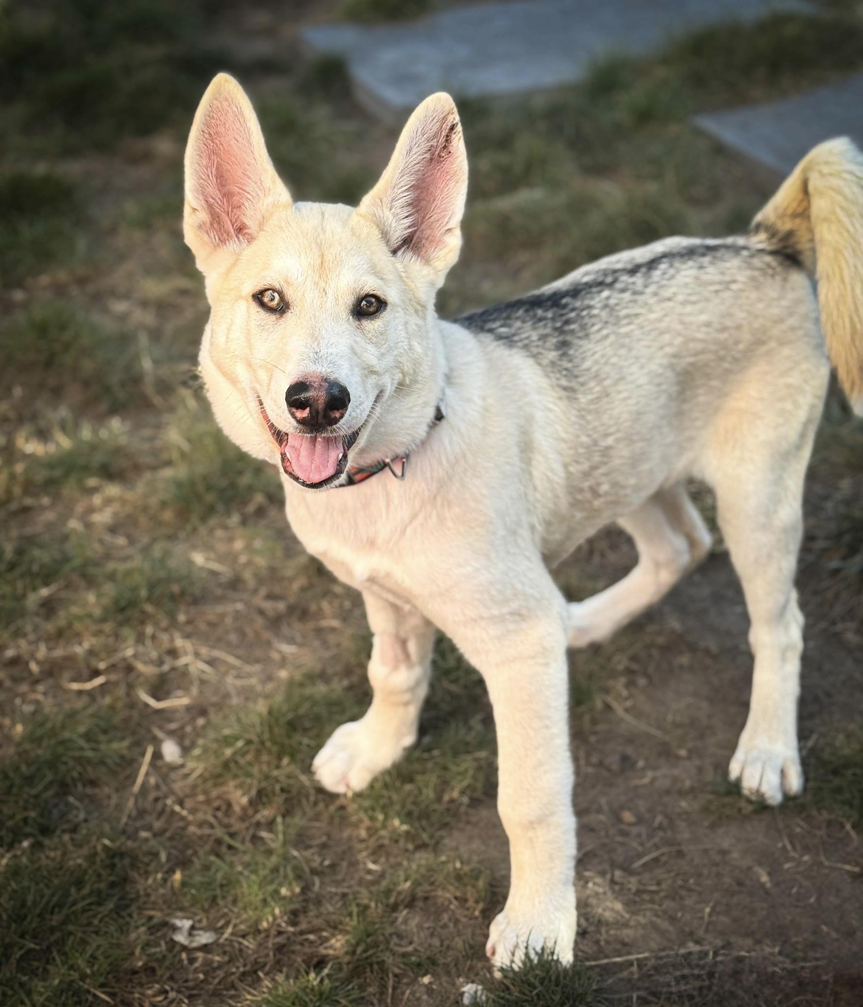 Enlarge Khaleesi, a ADOPTABLE mixed breed in Rancho Palos Verdes, CA image 5/6