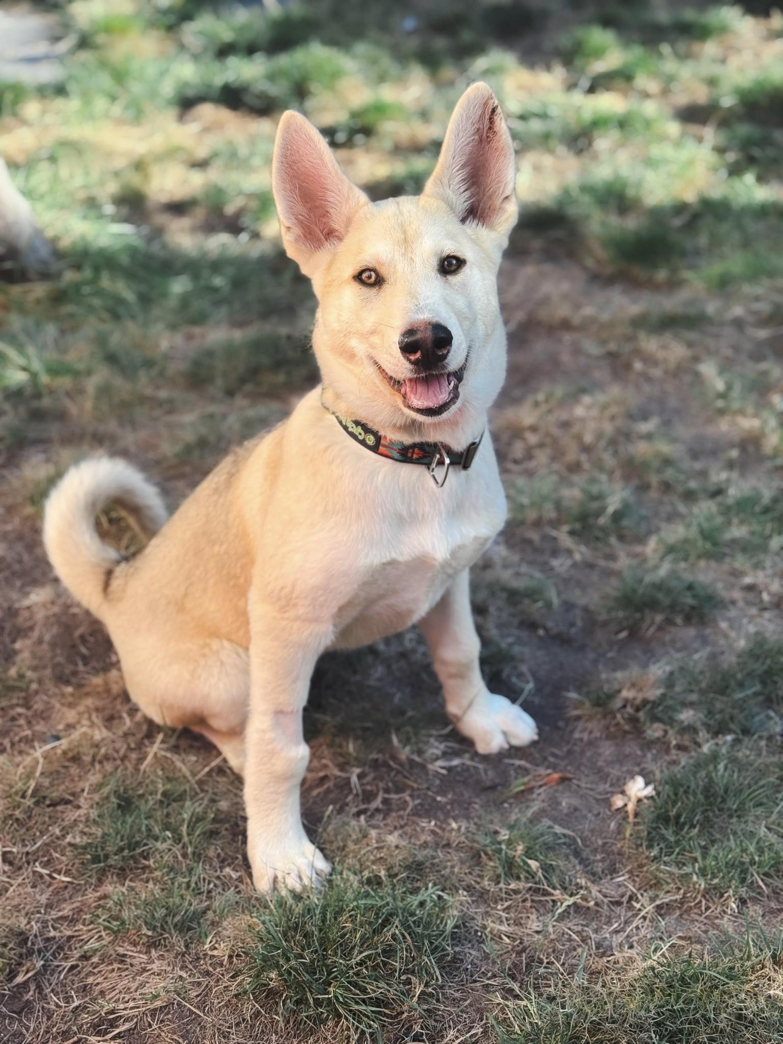 Enlarge Khaleesi, a ADOPTABLE mixed breed in Rancho Palos Verdes, CA image 2/6