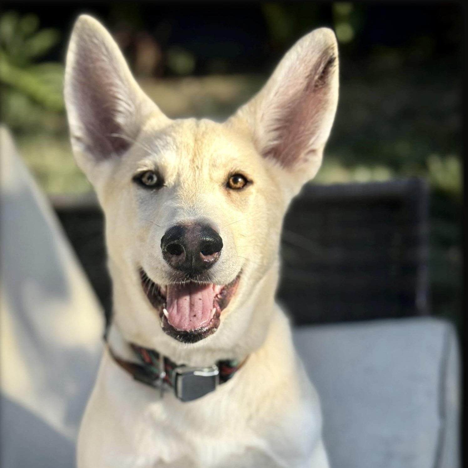 Khaleesi, ADOPTABLE, Puppy Female Husky & Shepherd.