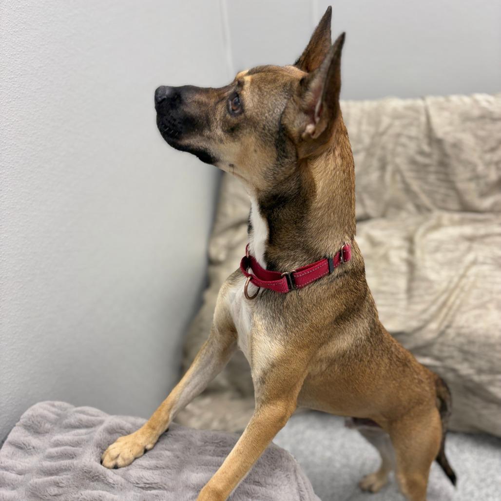 Jack-o-Lantern, a Adoptable mixed breed in Monticello, IA image 3/6