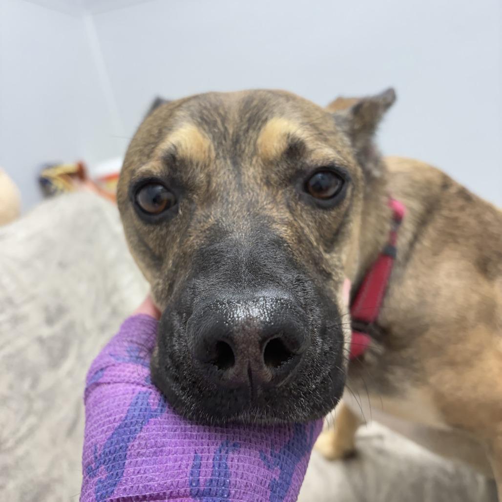 Jack-o-Lantern, a Adoptable mixed breed in Monticello, IA image 4/6
