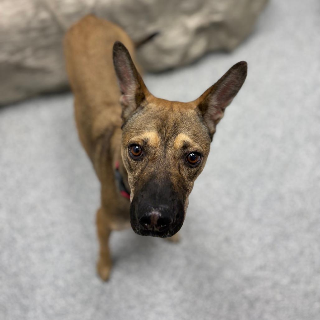 Jack-o-Lantern, Adoptable, Young Male Shepherd & Mixed Breed.