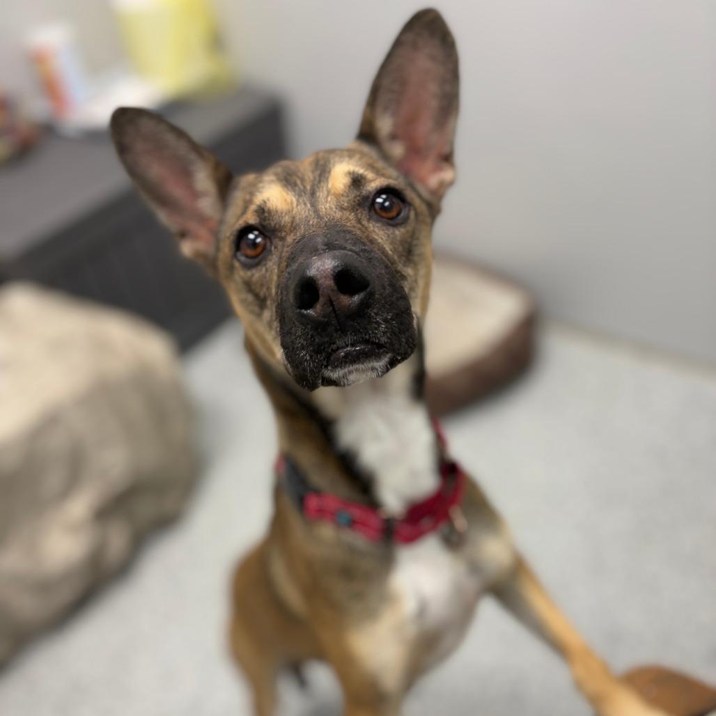 Jack-o-Lantern, a Adoptable mixed breed in Monticello, IA image 6/6