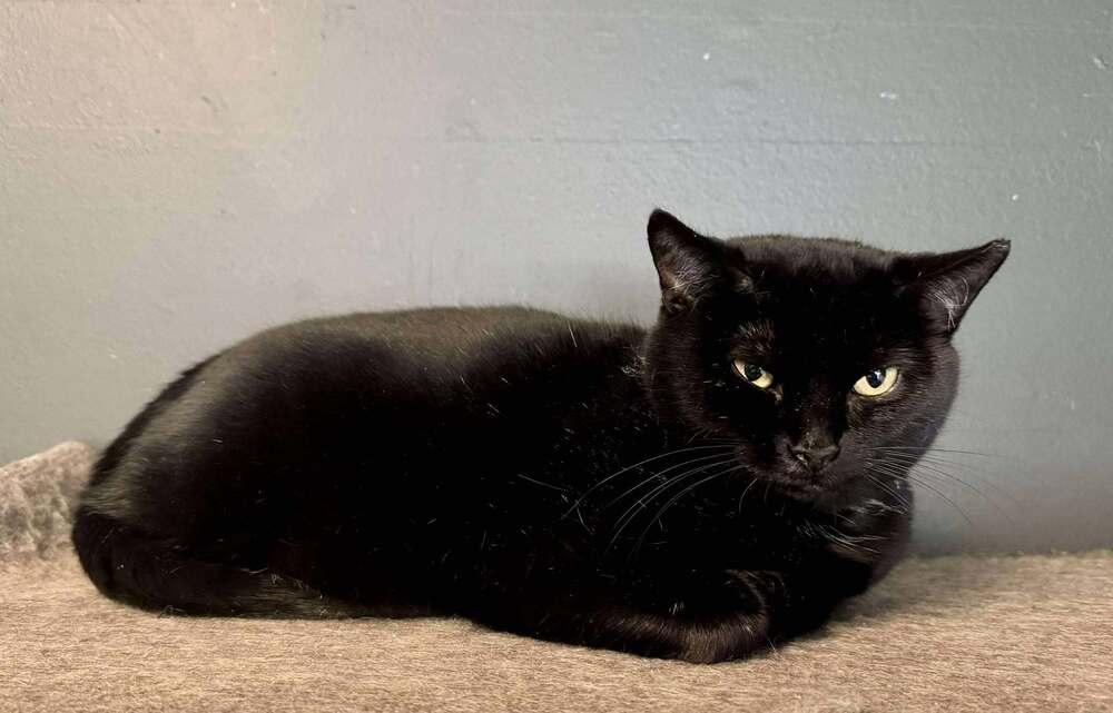 Mama Serenity, Adoptable, Adult Female Domestic Short Hair.