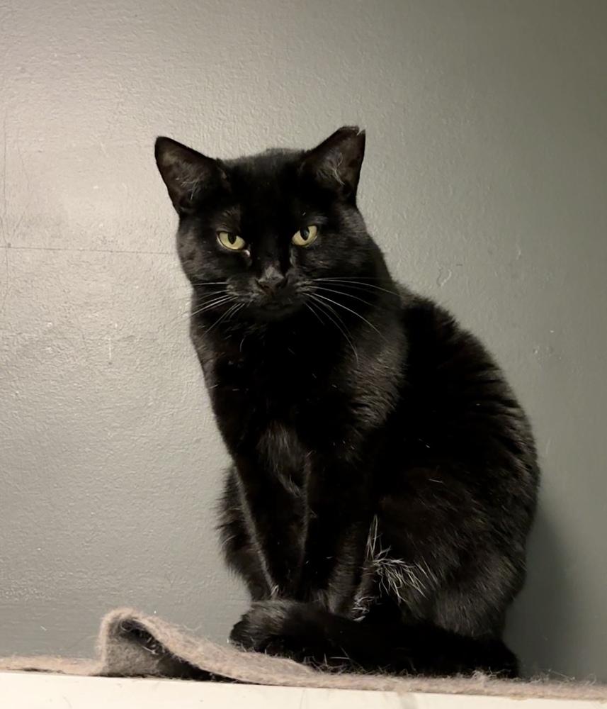Mama Serenity, a Adoptable Domestic Short Hair in Virginia Beach, VA image 2/6