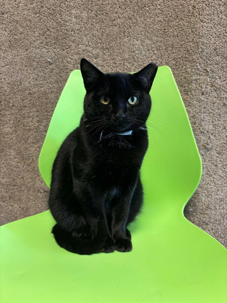 Mama Serenity, a Adoptable Domestic Short Hair in Virginia Beach, VA image 3/6