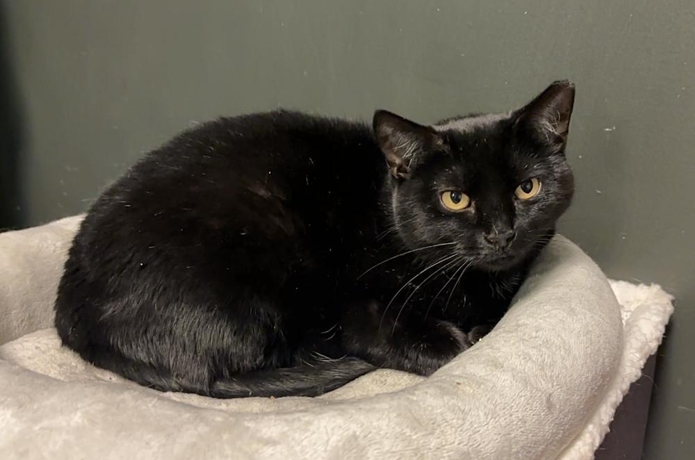 Mama Serenity, a Adoptable Domestic Short Hair in Virginia Beach, VA image 4/6