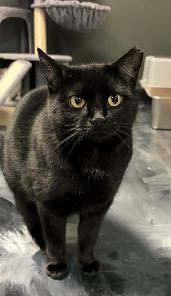 Mama Serenity, a Adoptable Domestic Short Hair in Virginia Beach, VA image 5/6