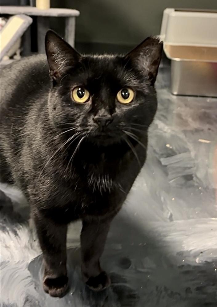 Mama Serenity, a Adoptable Domestic Short Hair in Virginia Beach, VA image 6/6