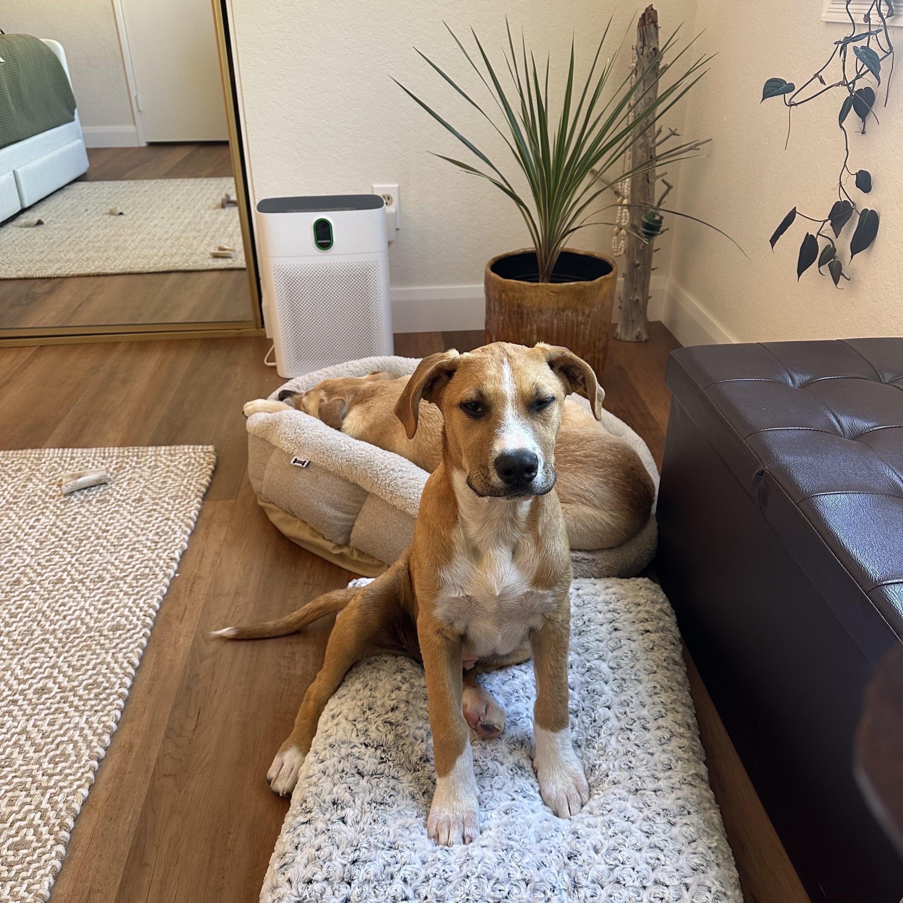 Enlarge Stafford, a ADOPTABLE mixed breed in San Diego, CA image 2/6