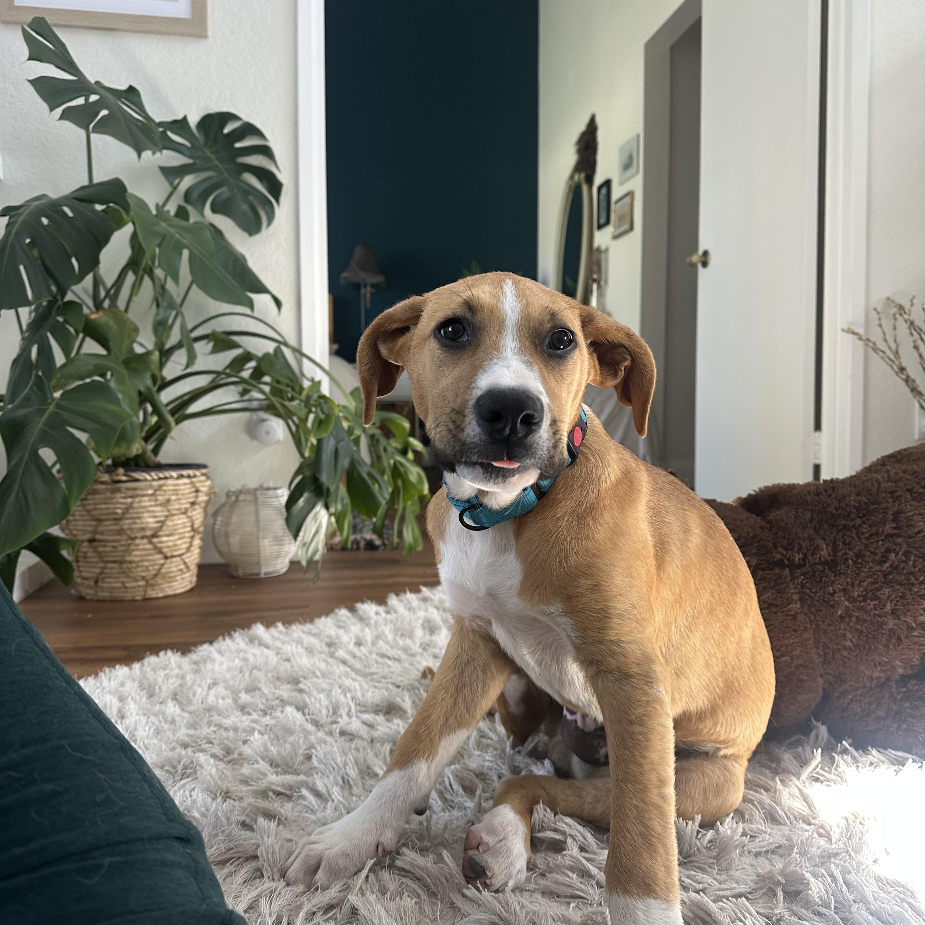 Enlarge Stafford, a ADOPTABLE mixed breed in San Diego, CA image 1/6