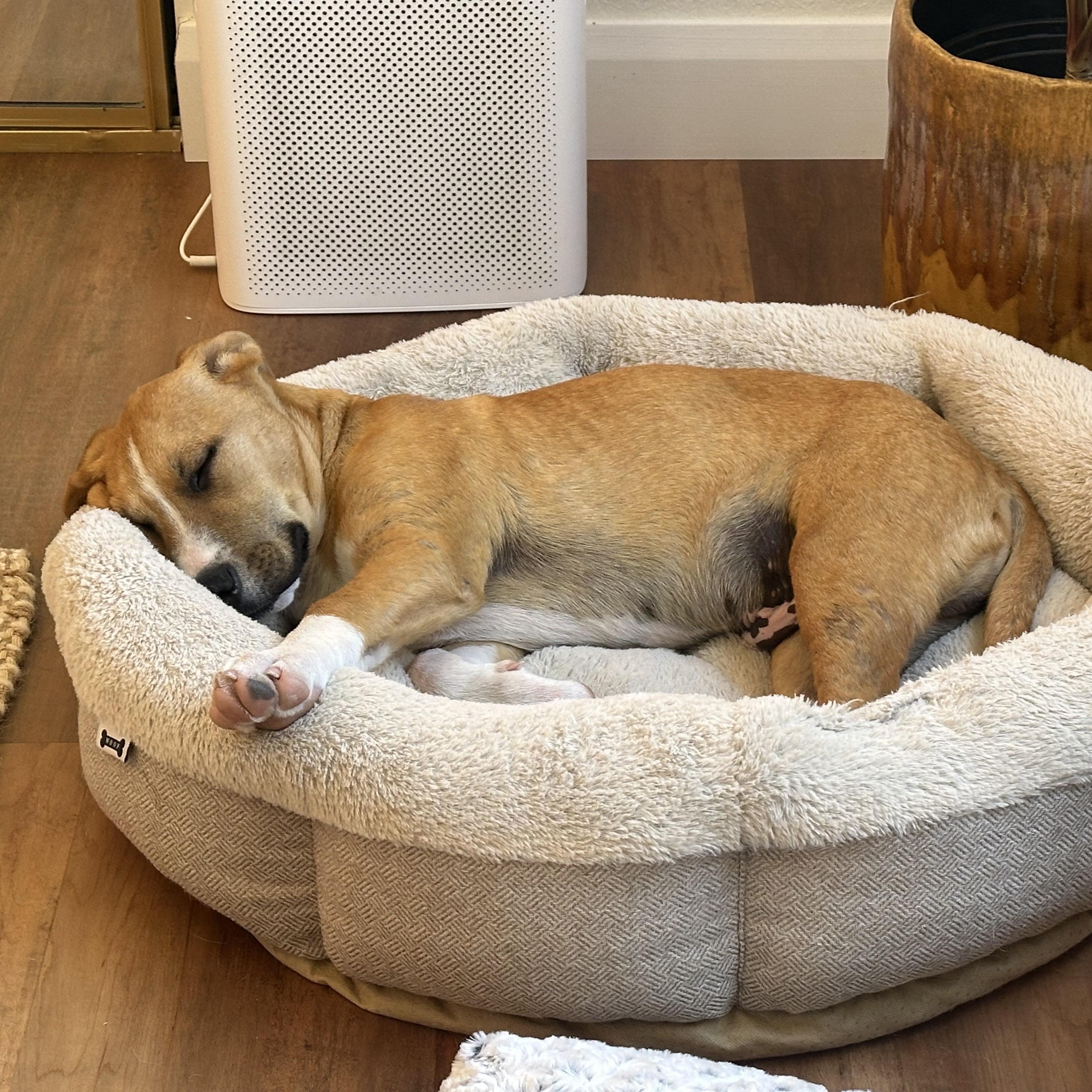 Enlarge Stafford, a ADOPTABLE mixed breed in San Diego, CA image 6/6