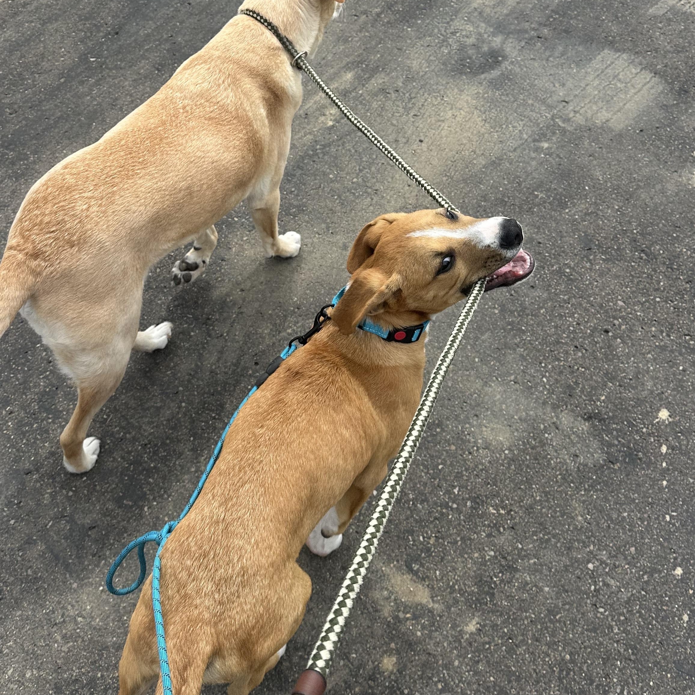 Enlarge Stafford, a ADOPTABLE mixed breed in San Diego, CA image 3/6