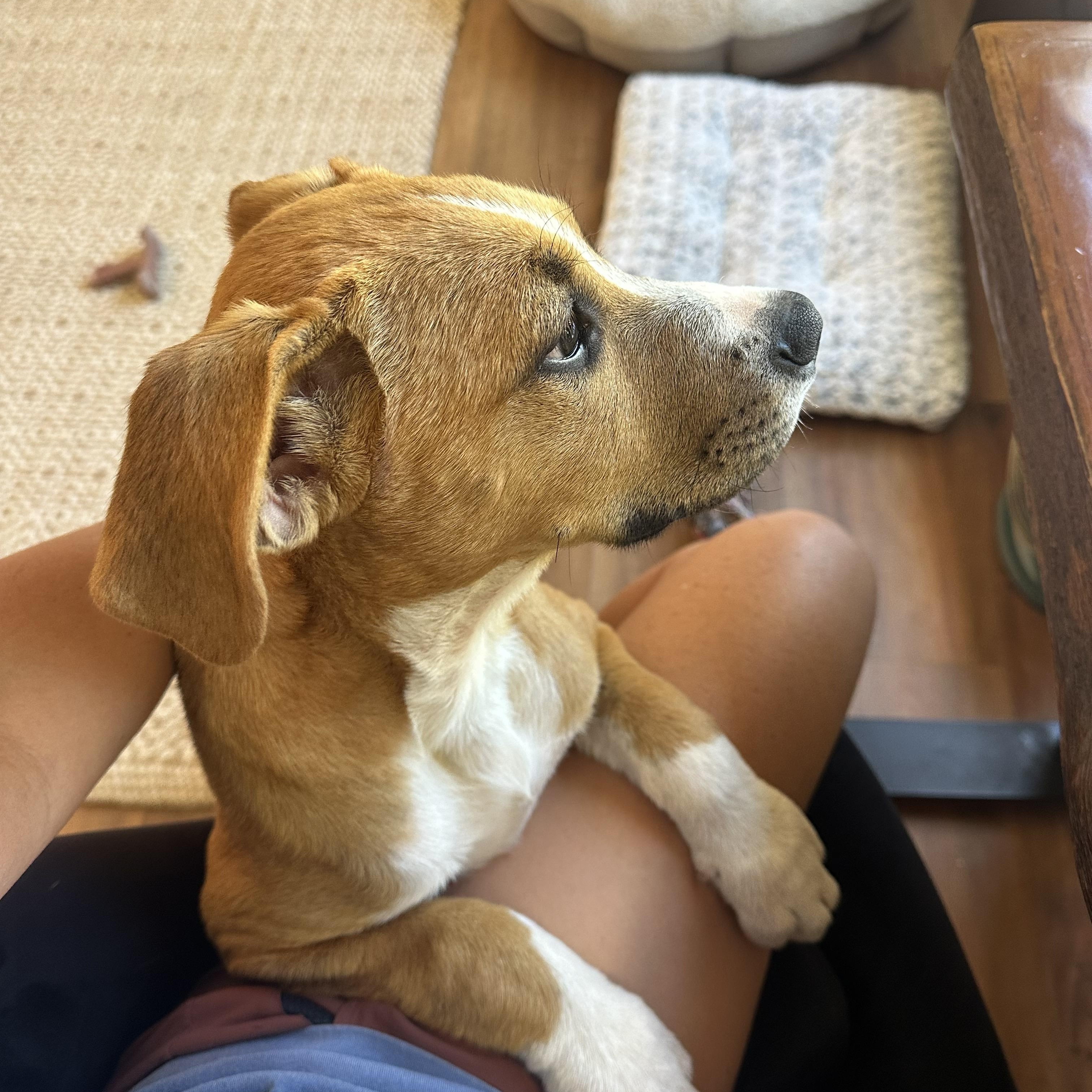 Enlarge Stafford, a ADOPTABLE mixed breed in San Diego, CA image 4/6