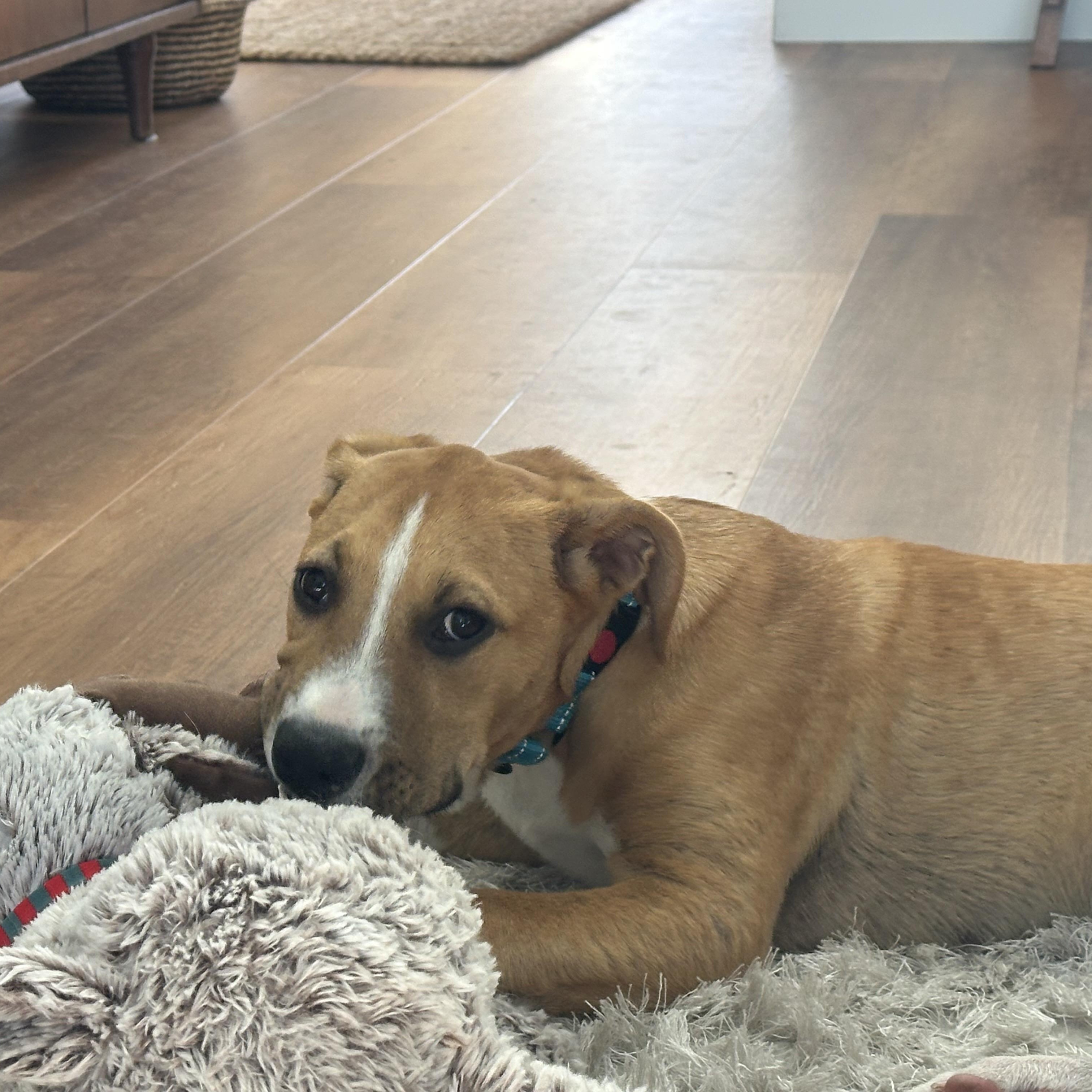 Enlarge Stafford, a ADOPTABLE mixed breed in San Diego, CA image 5/6