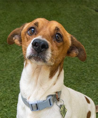 Hurgus Burgus, adopted, Adult Male Chihuahua.