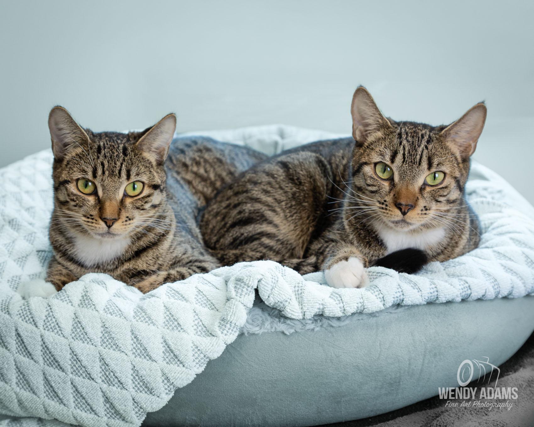 Enlarge Poly and Ester - Bonded pair, an adopted Domestic Short Hair in Quincy, MA image 1/1