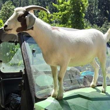 Casper, Adoptable, Adult Male Nigerian Dwarf & Goat.