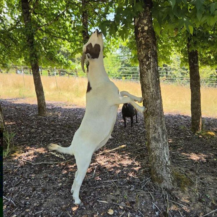 Enlarge Casper, a Adoptable mixed breed in Salem, OR image 2/2
