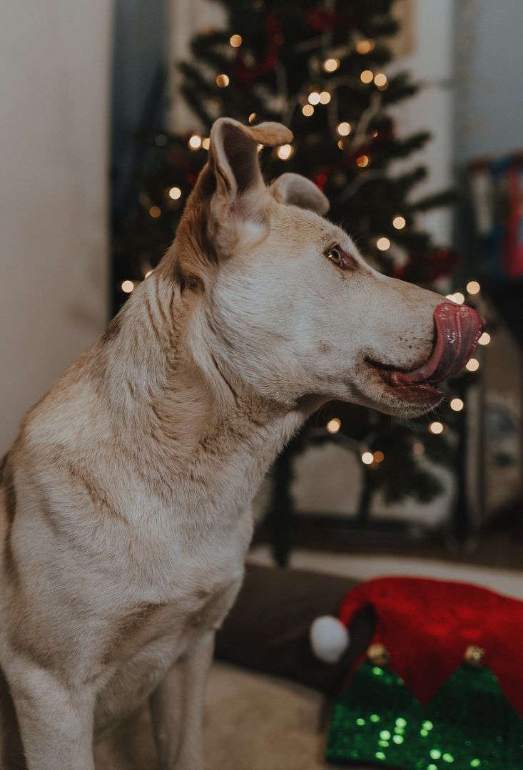 Fawn, a Adoptable mixed breed in Durango, CO image 1/3