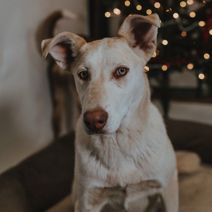 Fawn, a Adoptable mixed breed in Durango, CO image 2/3