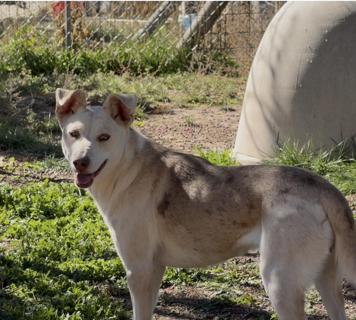 Enlarge Fawn, a Adoptable mixed breed in Durango, CO image 1/4