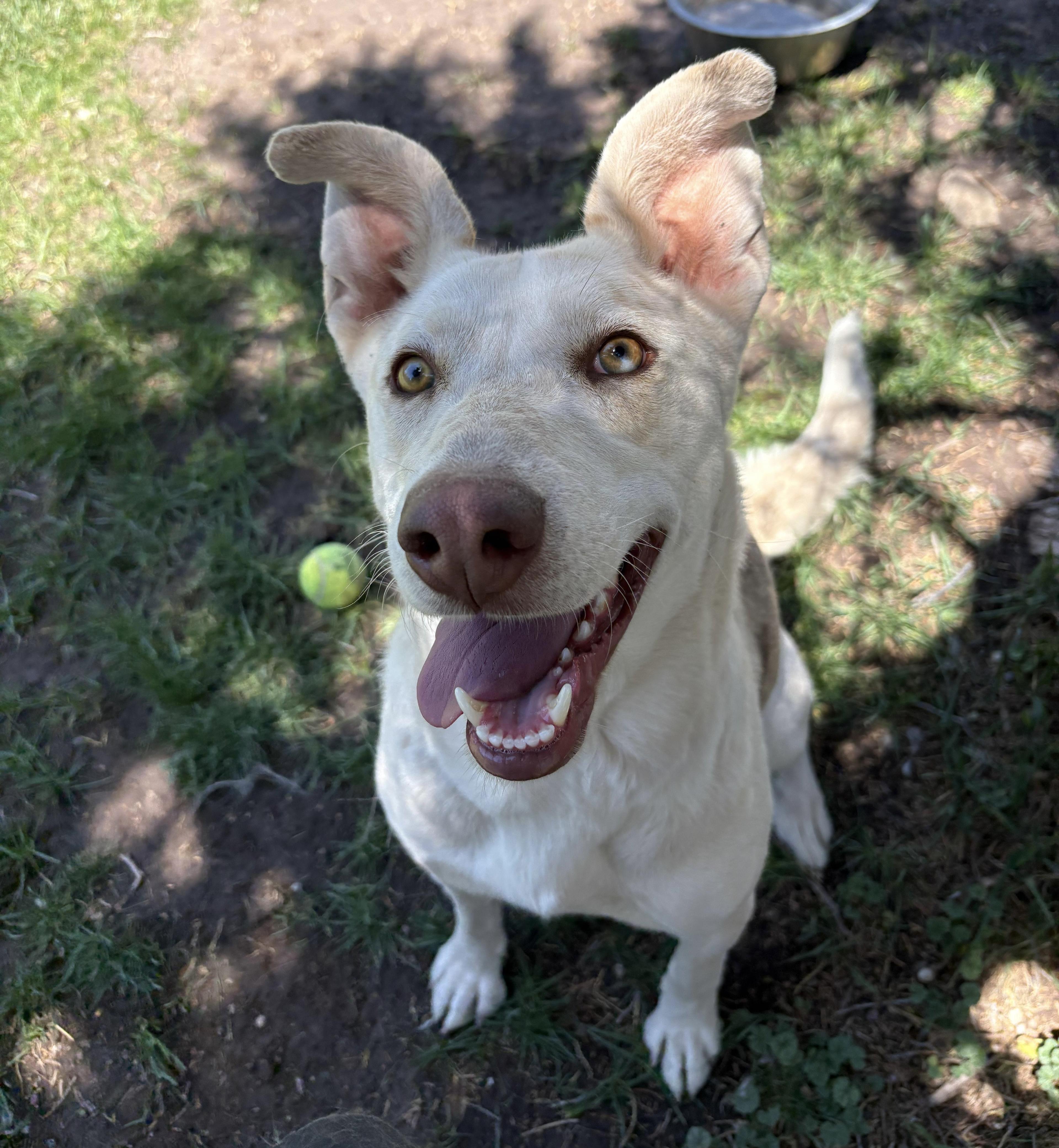 Fawn, a Adoptable mixed breed in Durango, CO image 1/4