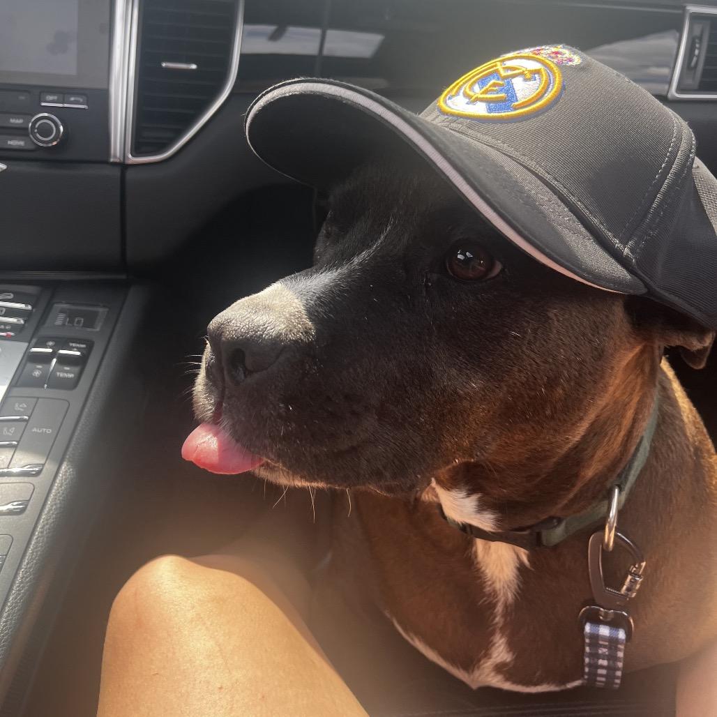 Enlarge Luna Bean, a Adoptable Pit Bull Terrier in Dallas, TX image 1/5