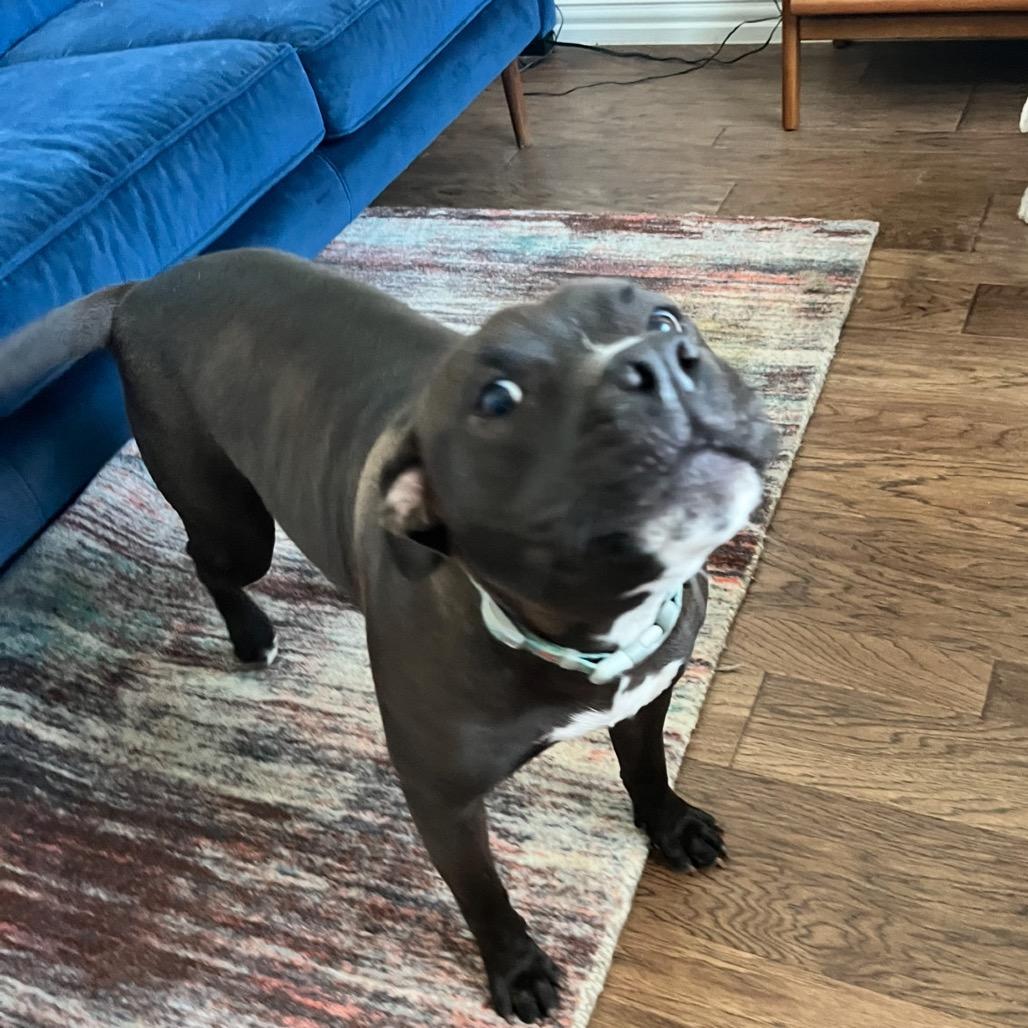 Enlarge Luna Bean, a Adoptable Pit Bull Terrier in Dallas, TX image 2/5