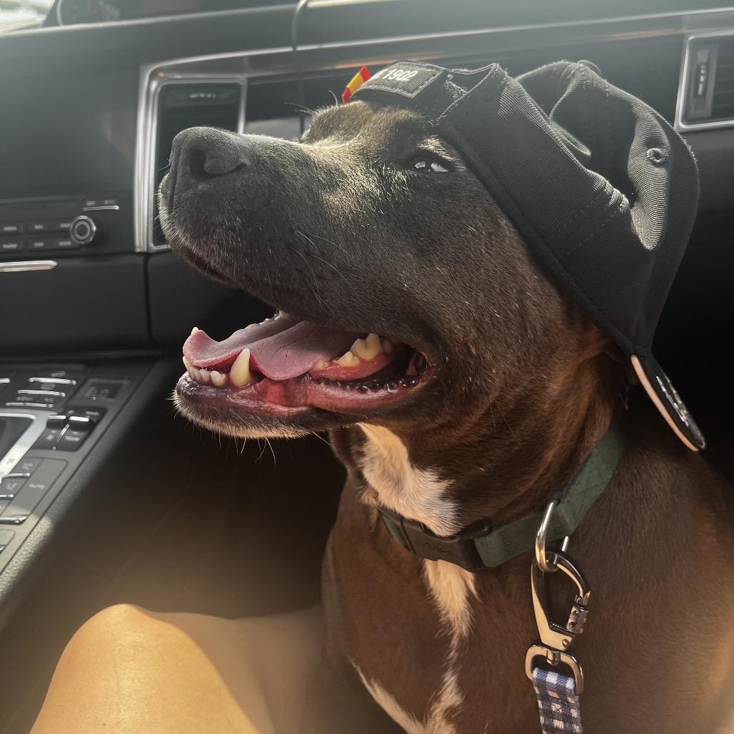 Enlarge Luna Bean, a Adoptable Pit Bull Terrier in Dallas, TX image 4/5