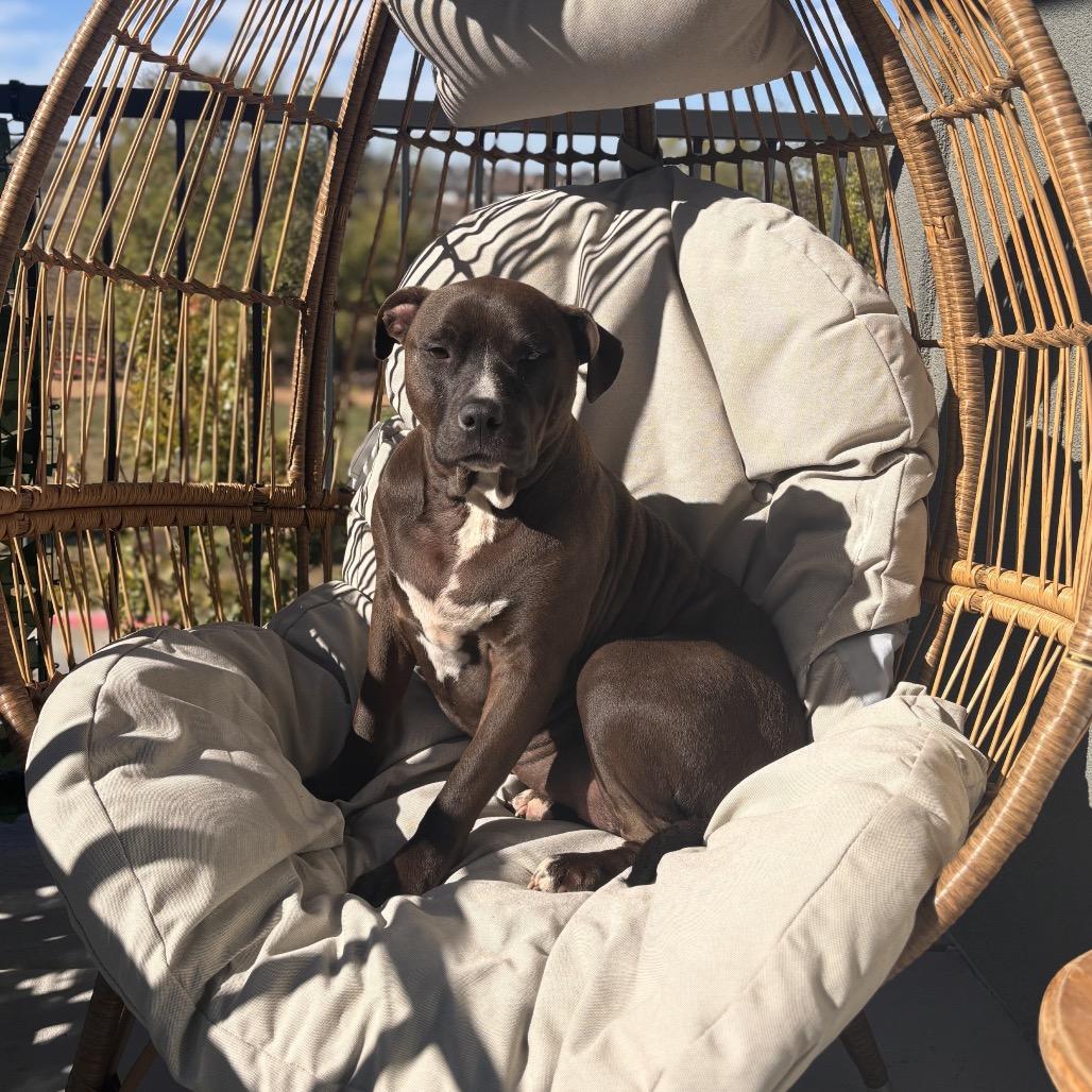 Enlarge Luna Bean, a Adoptable Pit Bull Terrier in Dallas, TX image 5/5