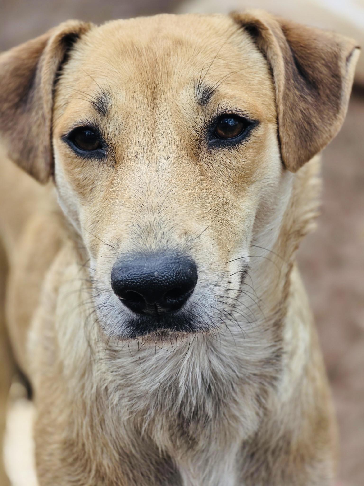 Enlarge Zara, a ADOPTABLE mixed breed in Winter, WI image 2/2