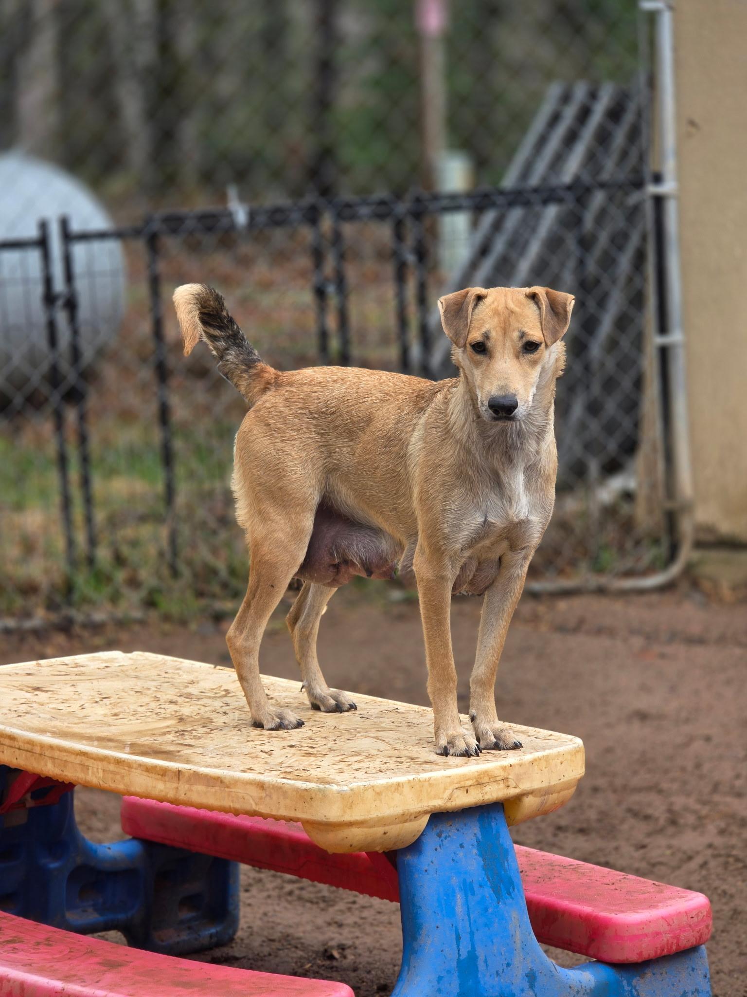 Enlarge Zara, a ADOPTABLE mixed breed in Winter, WI image 1/2