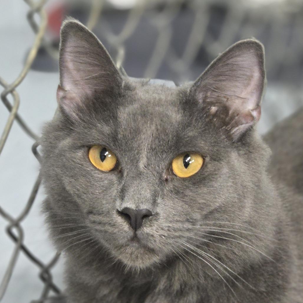 Tuffy, Adoptable, Young Male Domestic Medium Hair.