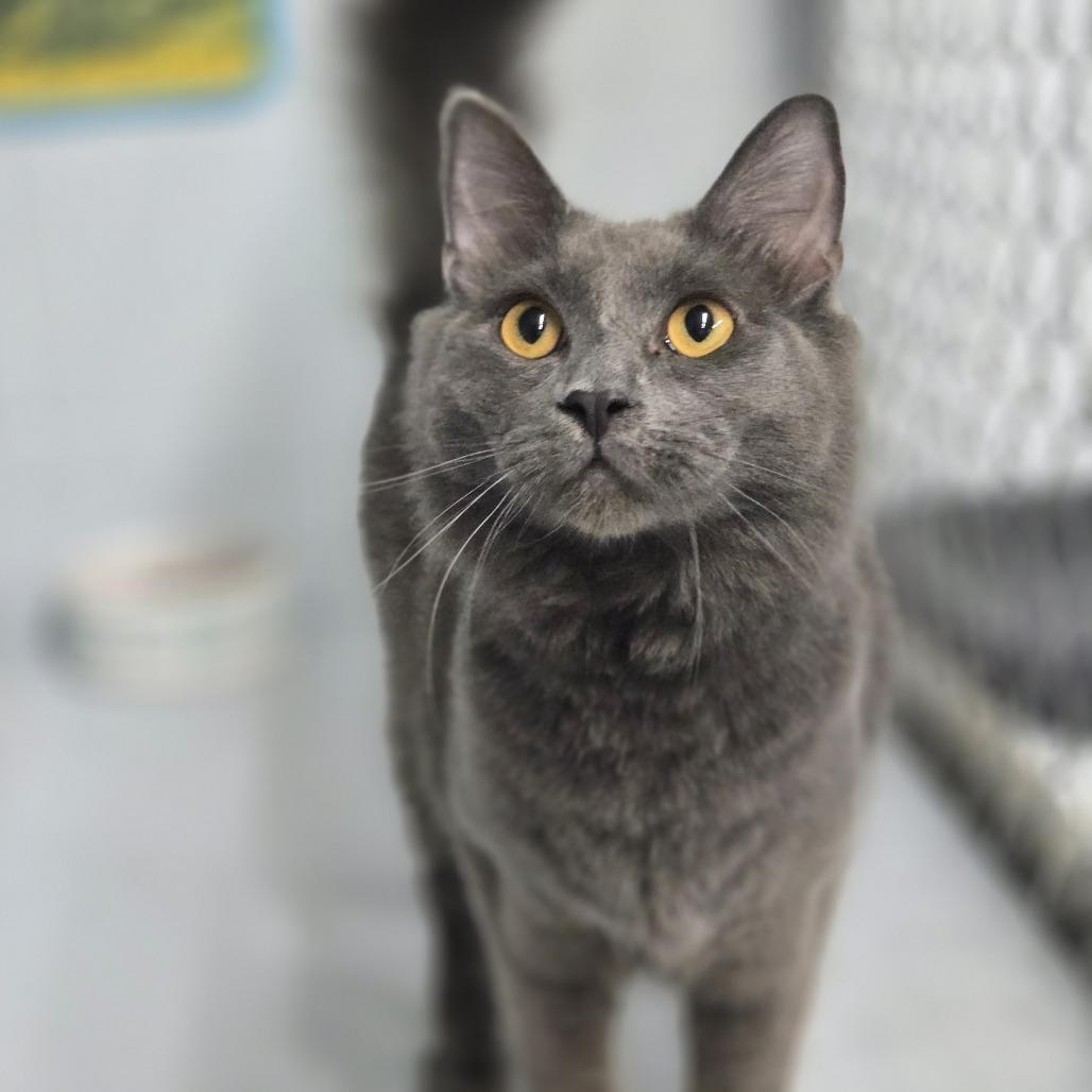 Enlarge Tuffy, a Adoptable Domestic Medium Hair in Lexington, SC image 2/2