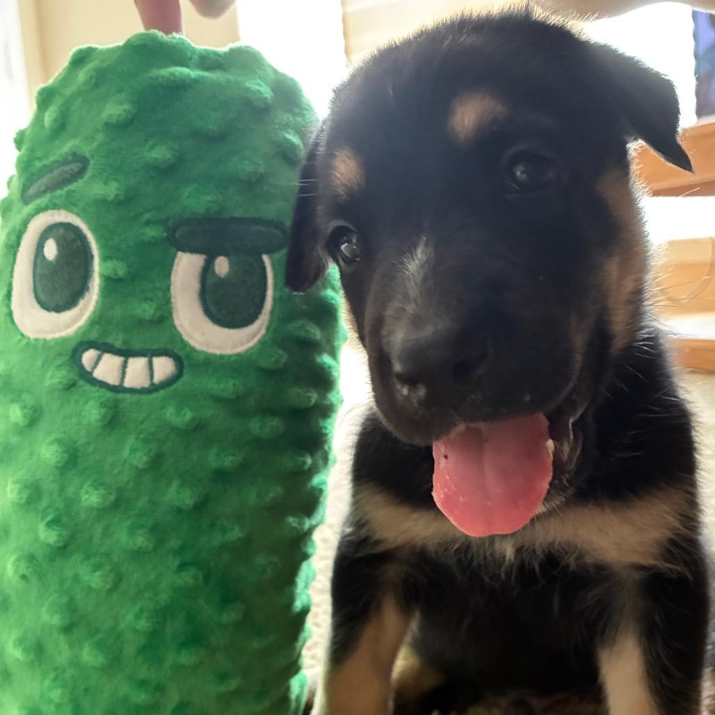 Enlarge Belvedere, a Adoptable mixed breed in Austin, TX image 2/2