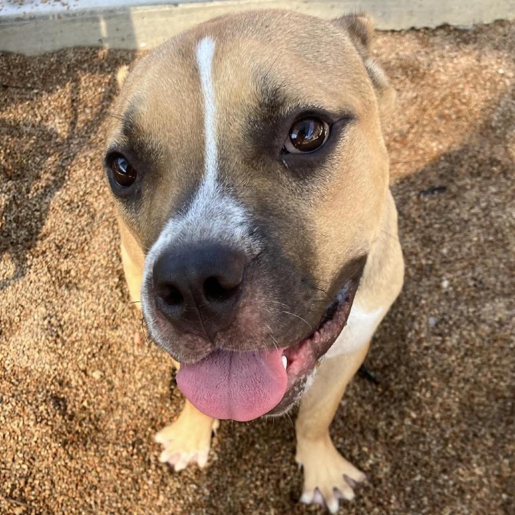 Enlarge Lilo, a Adoptable Pit Bull Terrier in Sand Springs, OK image 2/6