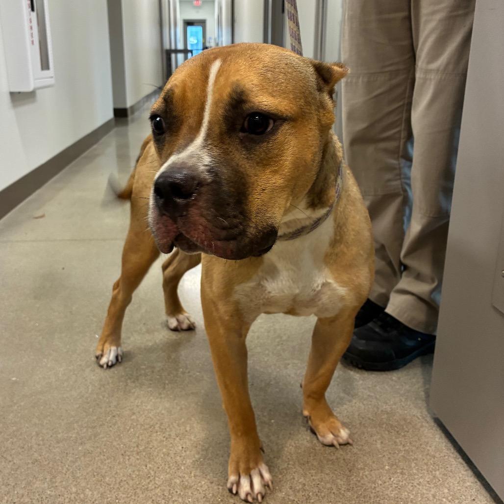 Enlarge Lilo, a Adoptable Pit Bull Terrier in Sand Springs, OK image 3/6