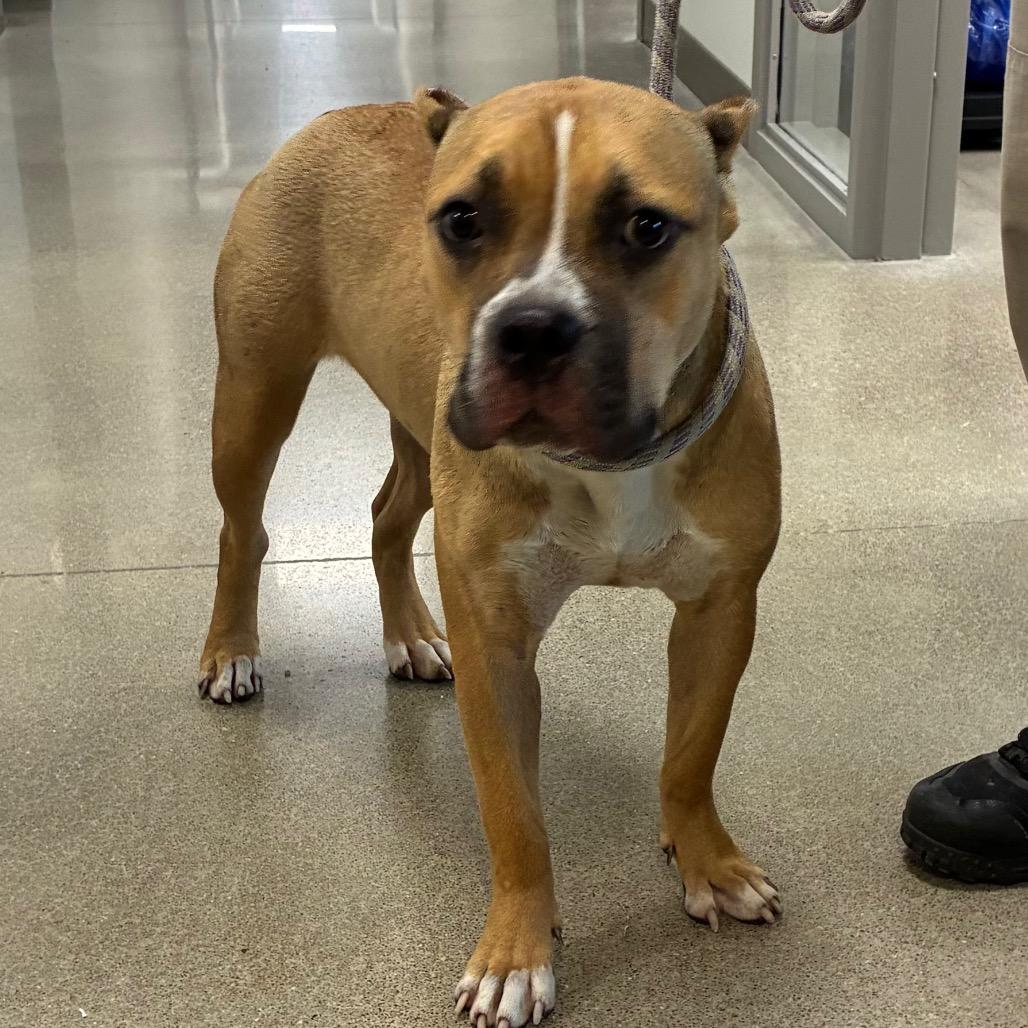 Enlarge Lilo, a Adoptable Pit Bull Terrier in Sand Springs, OK image 4/6