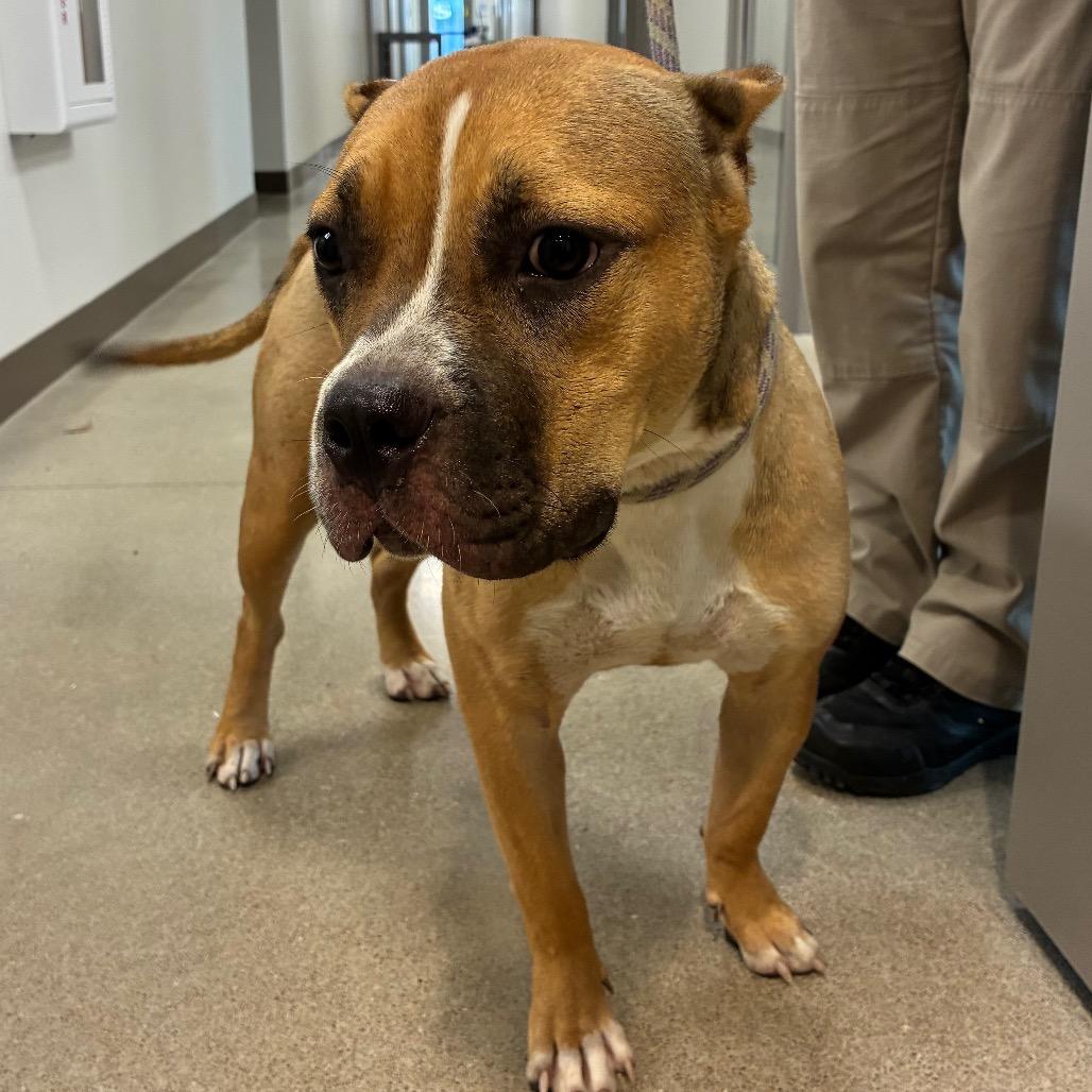 Enlarge Lilo, a Adoptable Pit Bull Terrier in Sand Springs, OK image 5/6
