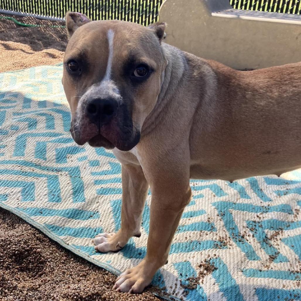 Enlarge Lilo, a Adoptable Pit Bull Terrier in Sand Springs, OK image 6/6