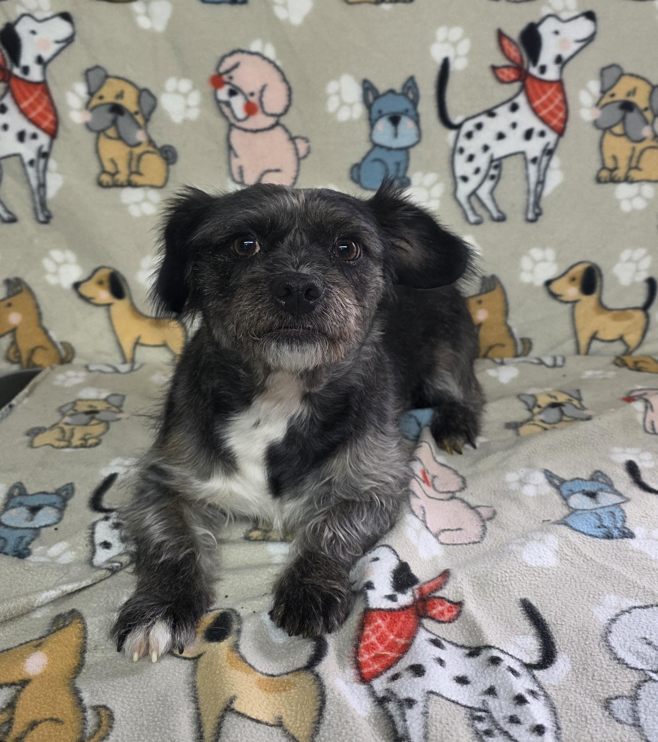 Betty - PENDING!, adopted, Adult Female Schnauzer.