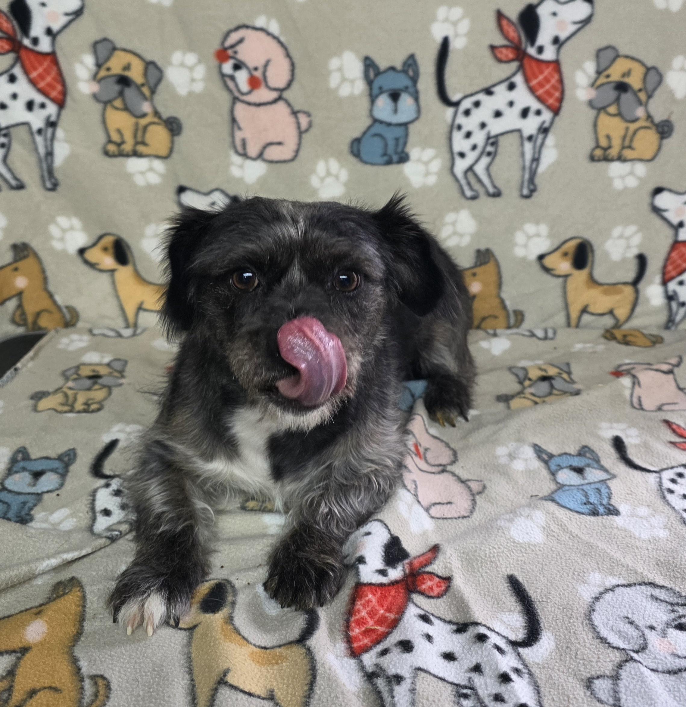 Enlarge Betty - PENDING!, an adopted mixed breed in Dallas, GA image 2/2