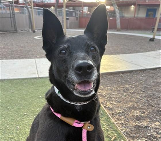 AUNTIE FAE, Adoptable, Adult Female German Shepherd Dog.