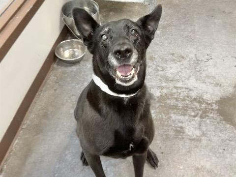 AUNTIE FAE, Adoptable, Adult Female German Shepherd Dog.