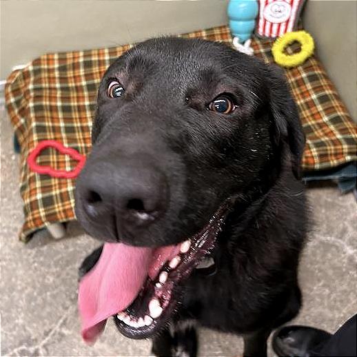 Shadow, Adoptable, Young Male Labrador Retriever & Mixed Breed.